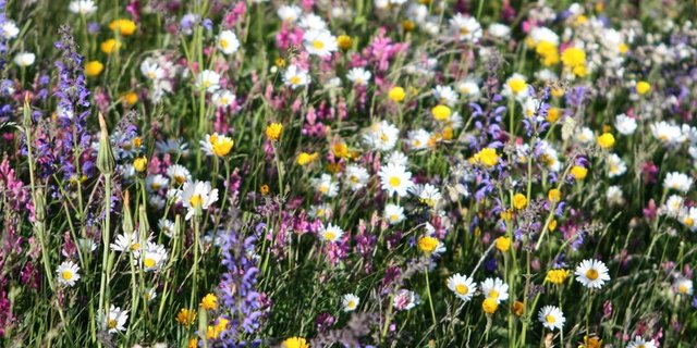 Blühstreifen fördern Nützlinge. (Bild lid)