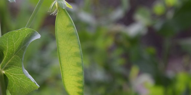 Kefen werden auch Zuckererbsen genannt. (Bild Pixabay) 