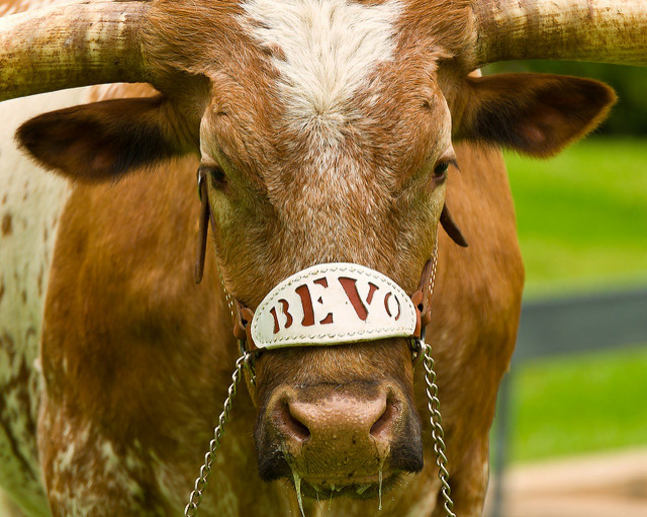 Bevo heisst das 1'700 Pfund schwere Maskottchen der Texas Longhorns. (Bild Flickr Joe McGowan)