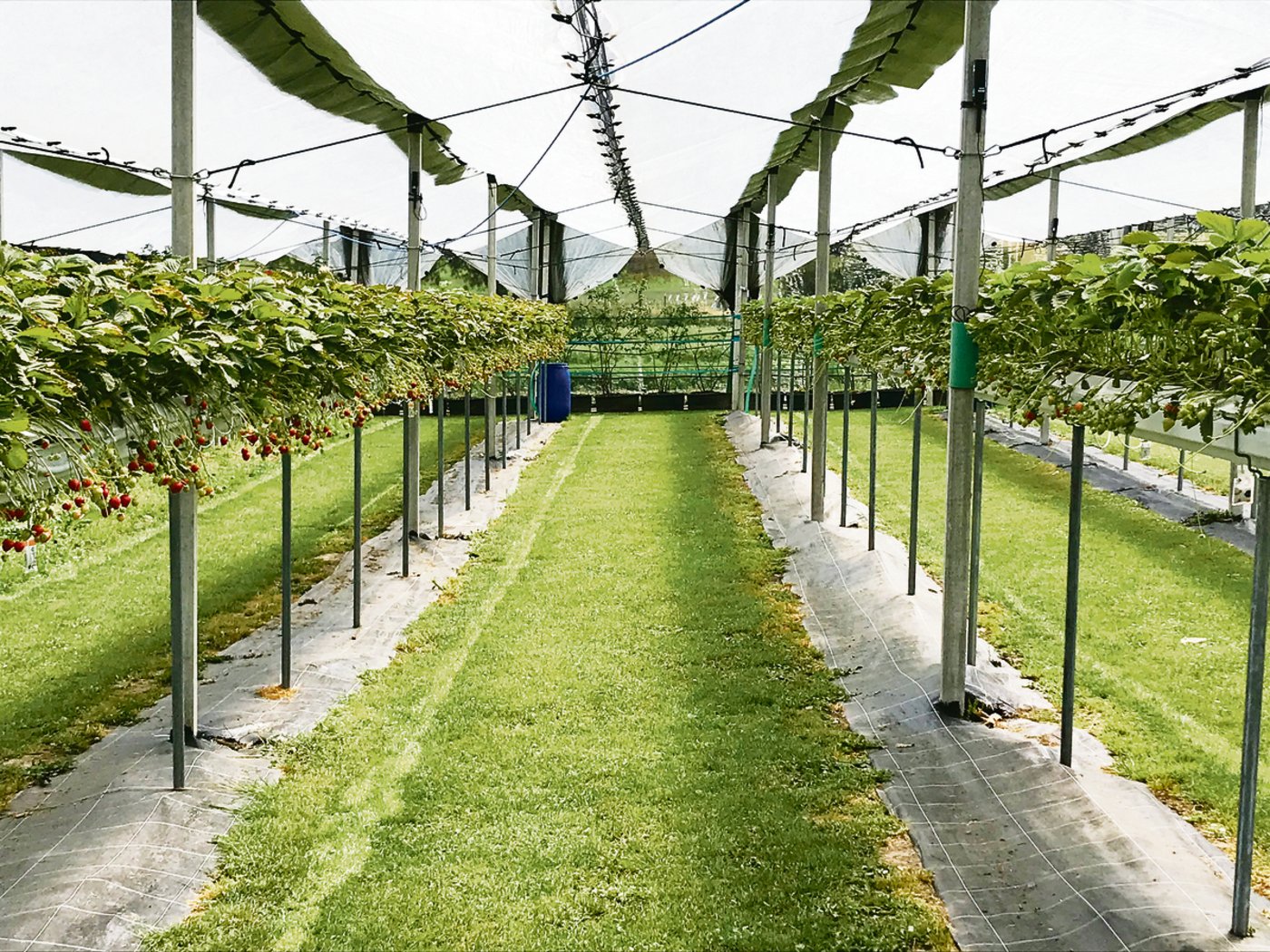 In den fix installierten Stellagen lassen sich pro Jahr bis zu drei Sätze Erdbeeren anpflanzen.