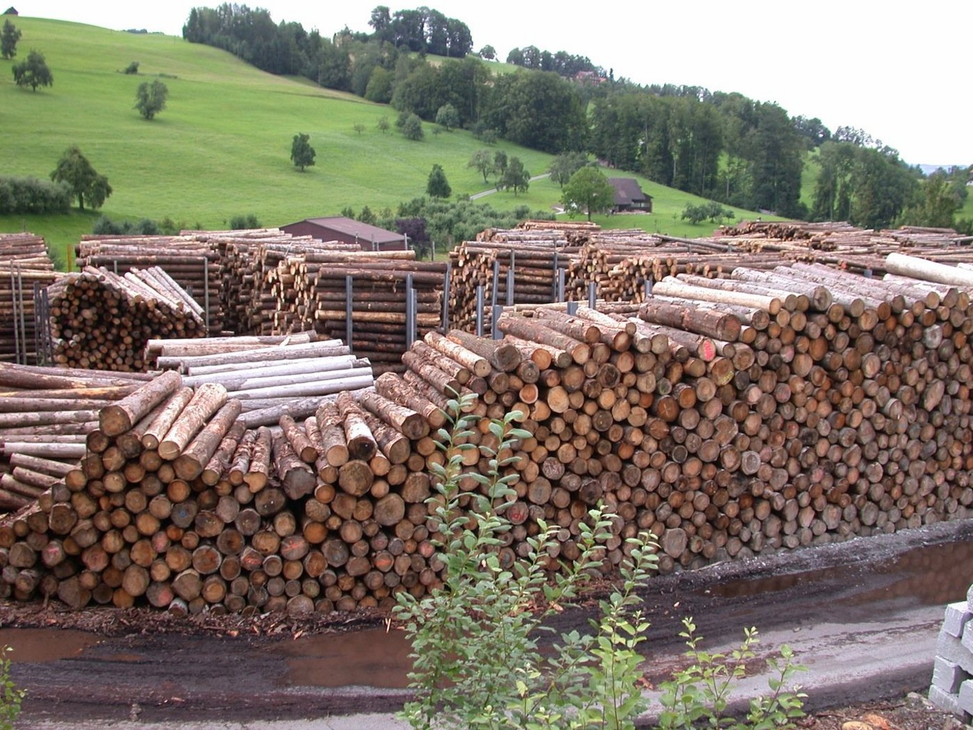 Schilliger passt die Rundholzpreise an. (Archivbild BauZ)