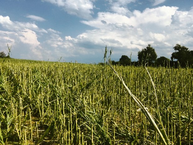 Hagelschaden beim Mais. Auch dieses Jahr traf es einige Regione in der Schweiz.(Bild Schweizer Hagel)