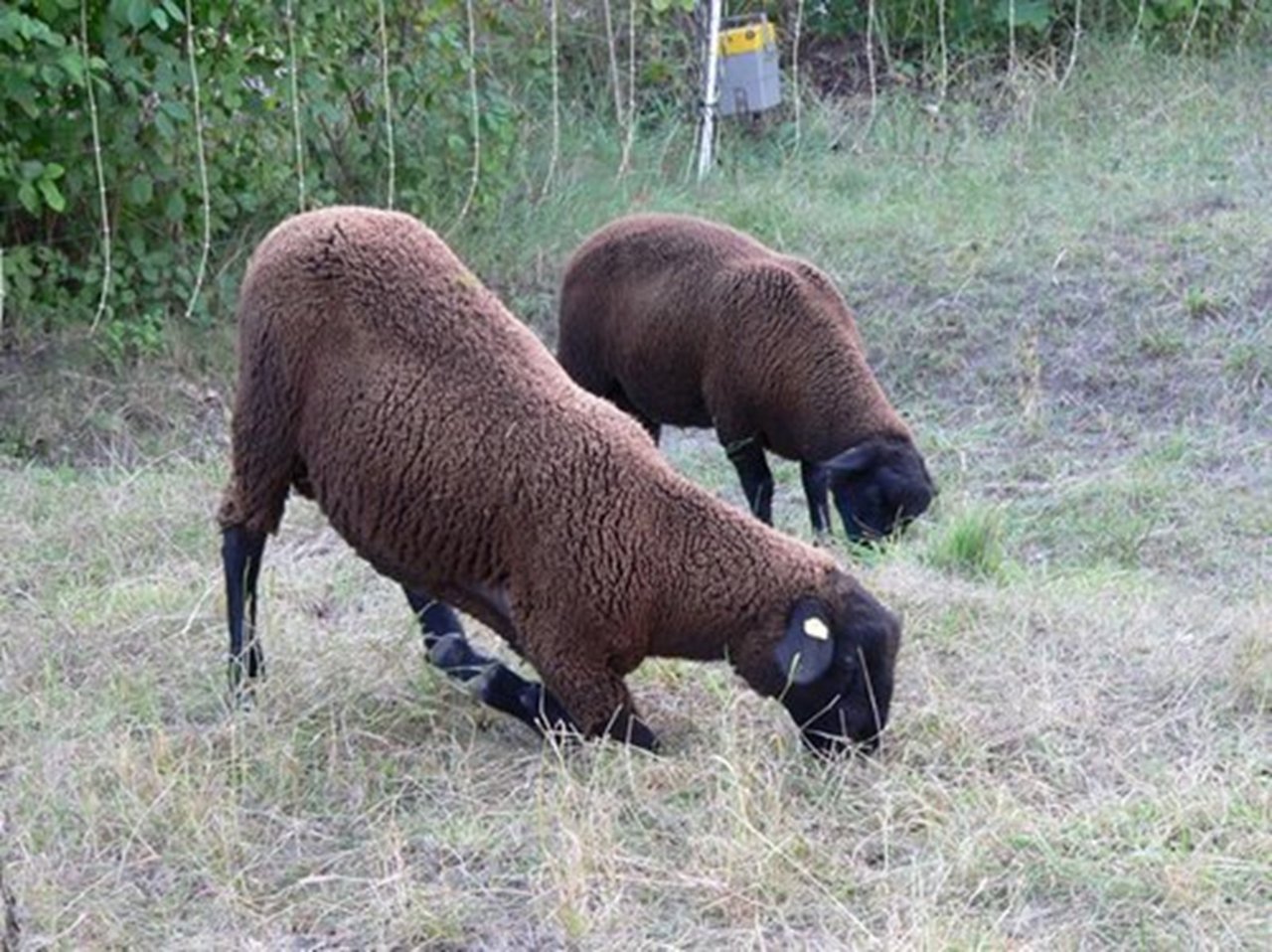 Für die Moderhinke typisch sind Lahmheit und auf Knien fressende Schafe. (Bild Beratungs- und Kleindwiederkäuerdienst)