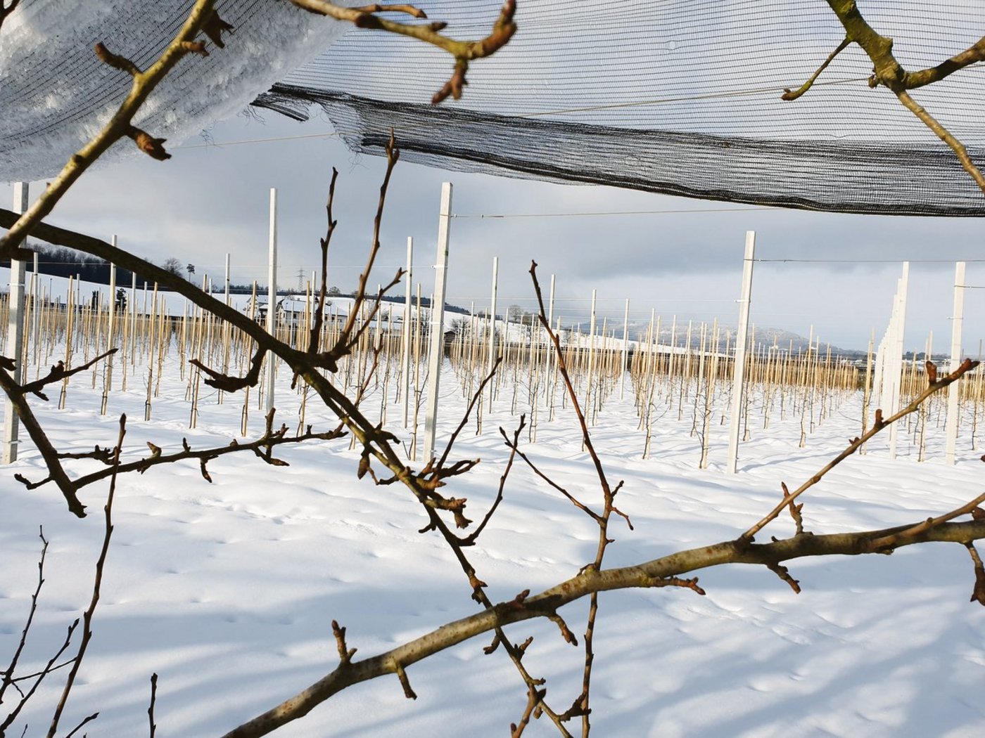 Ein Teil dieser Aargauer Obstanlage wurde kürzlich remontiert, bei der Sortenwahl gab es viele Faktoren zu berücksichtigen. Mit einer Sortenliste wolle man etwas Sicherheit geben, nicht bevormunden, hiess es an der Obstbautagung.(Bild Ruth Aerni)