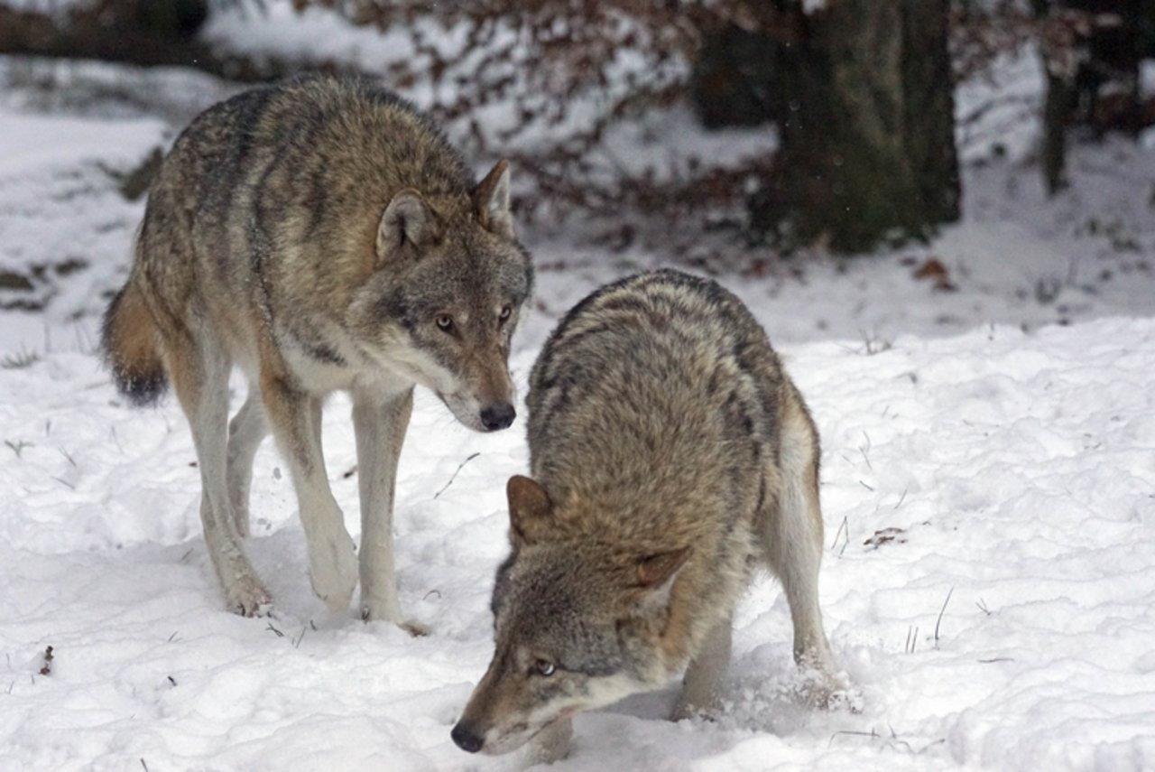 Im Kanton Graubünden ist es im Lauf des Winters erst zu einem Riss an Nutztieren gekommen. Im November 2020 fiel dem Wolf im Prättigau ein Schaf zum Opfer. (Bild pd)