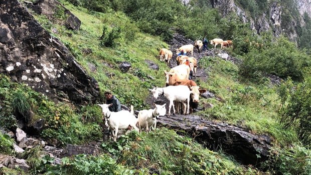 Die Ziegen und Kühe auf dem Weg ins Tal. (Bild Talk)
