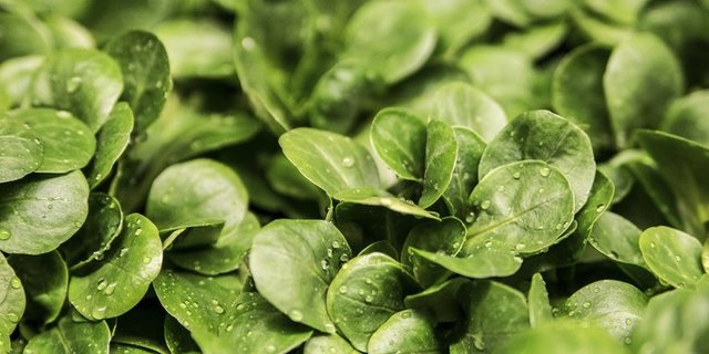 Der in der Schweiz verbreitete Name Nüsslisalat stammt vom leicht nussigen Geschmack des Gemüses. (Bild pd)