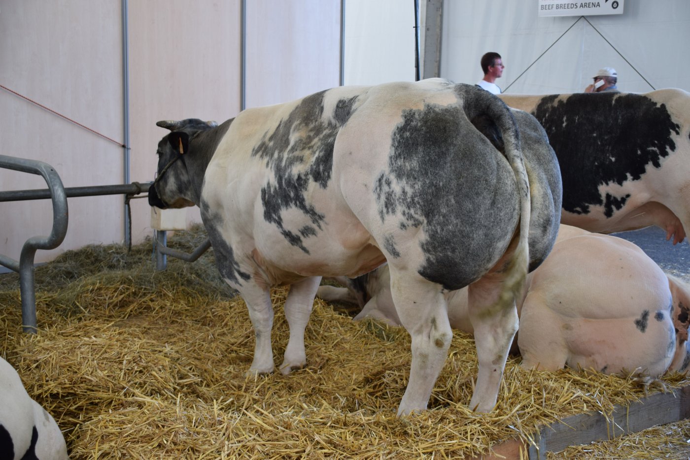 Über 20 Fleischrinder-Rassen waren ausgestellt. Darunter auch die Blauen Belgier.