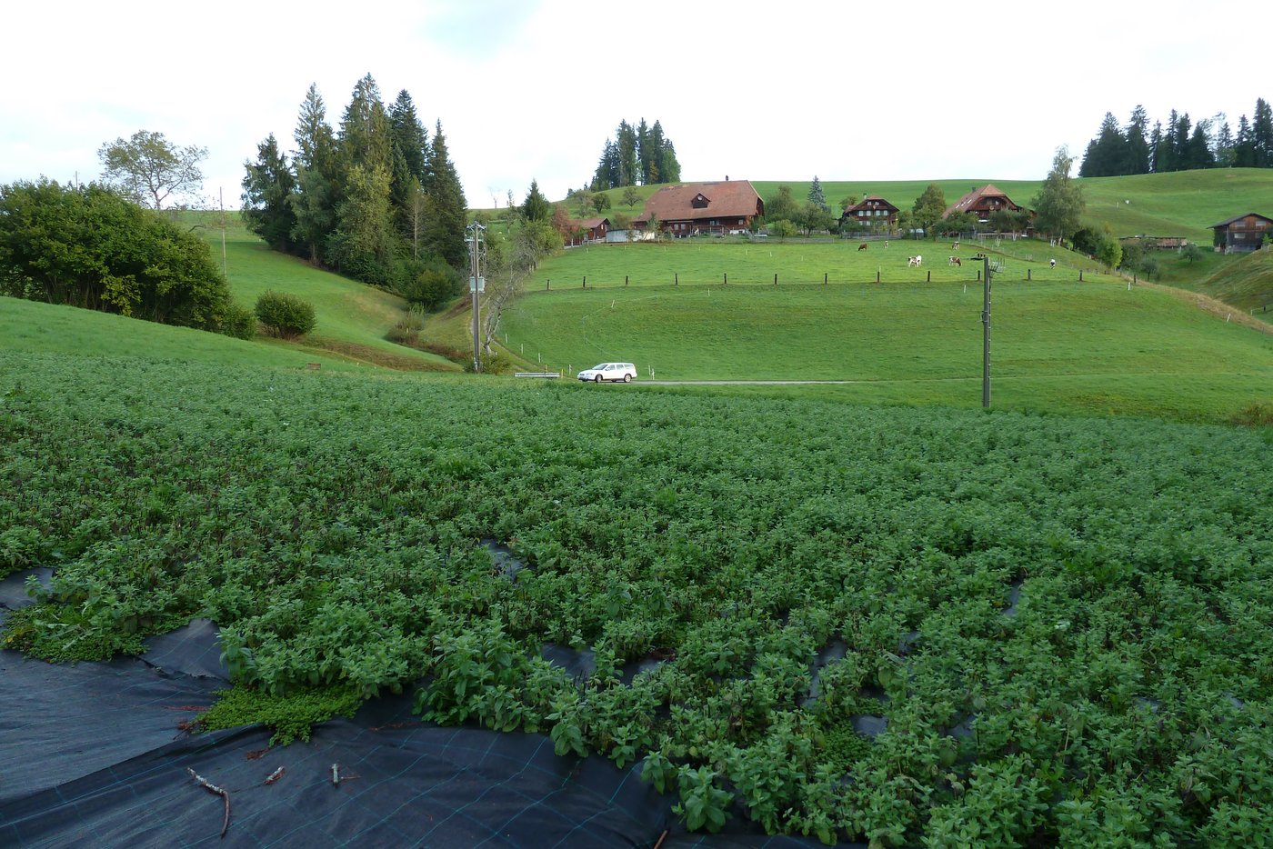 Die Minze wird pro Jahr drei- bis viermal geschnitten, die Blätter trocknet Joel Lehmann auf dem Betrieb für Sirup und Tee. 