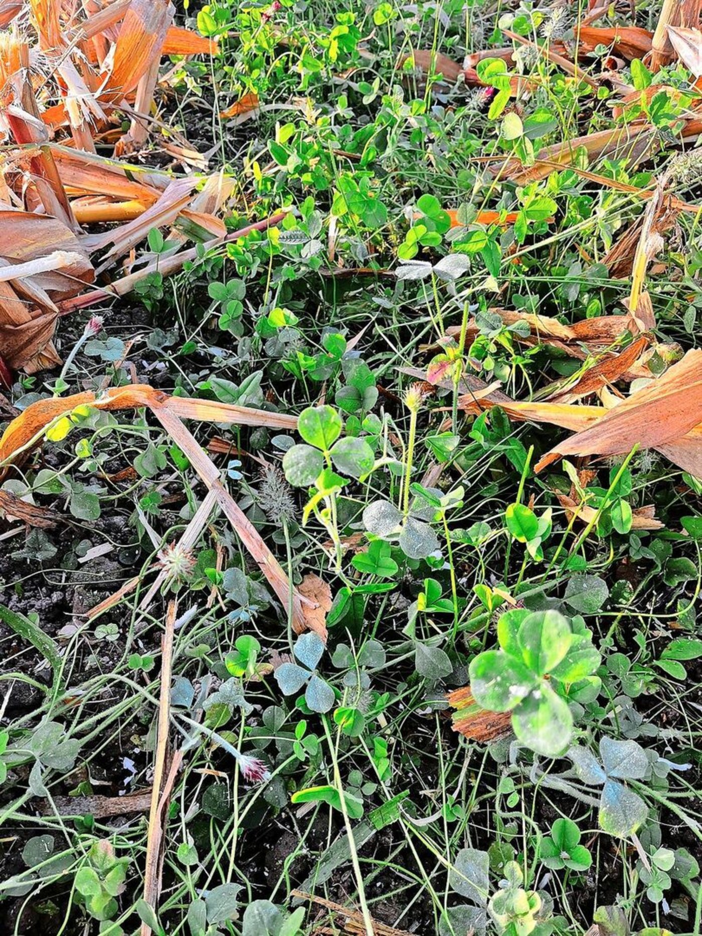 Nach der Ernte ist der Boden bereits bedeckt, die Saat einer Begrünung entfällt.