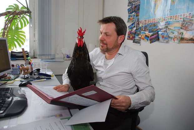 Hahn Maxl begleitet den Beamten Drostel manchmal ins Büro. (Bilder zVg)