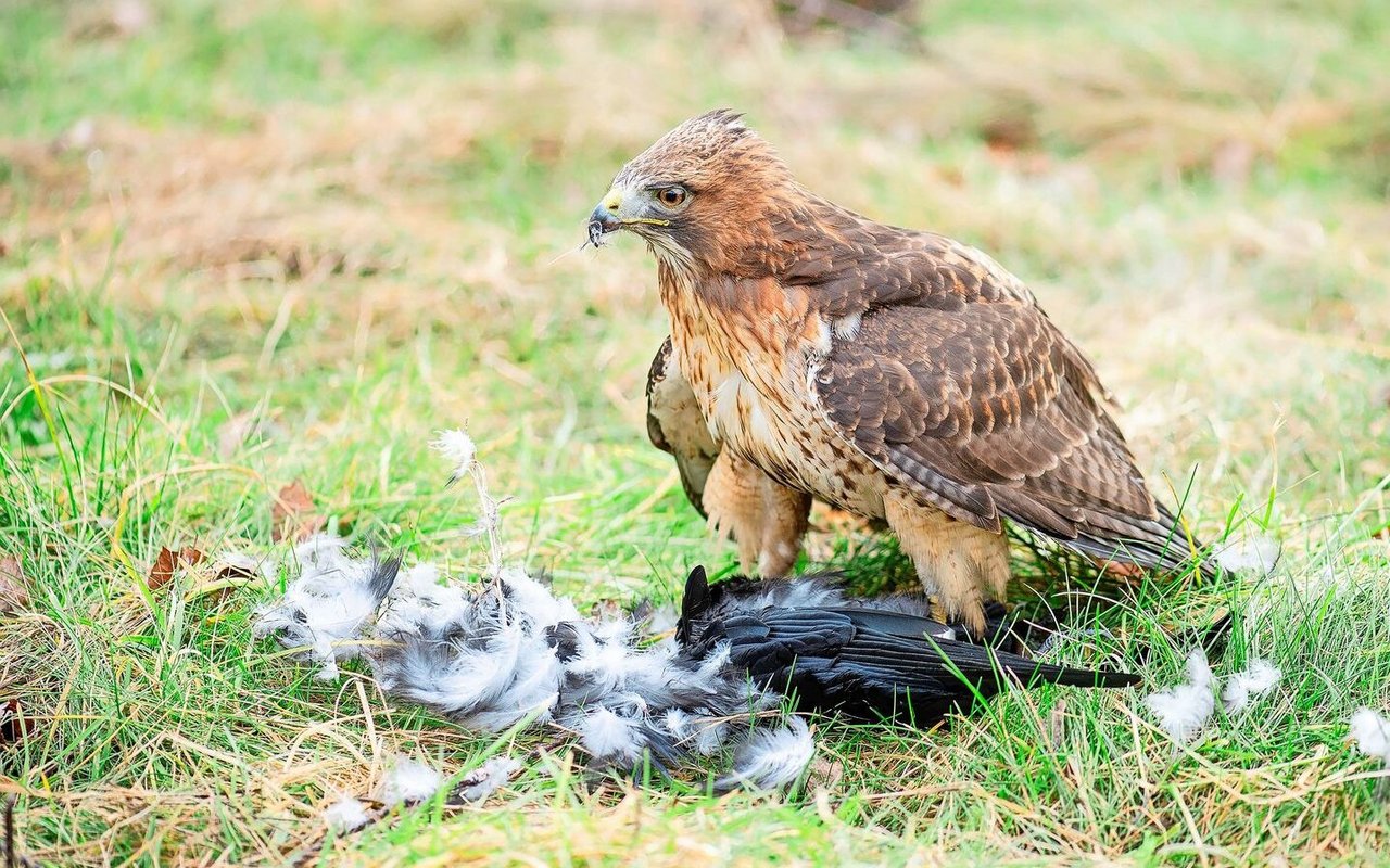 Nach der erfolgreichen Jagd einer Rabenkrähe darf Aki als Belohnung einen Teil davon verspeisen.