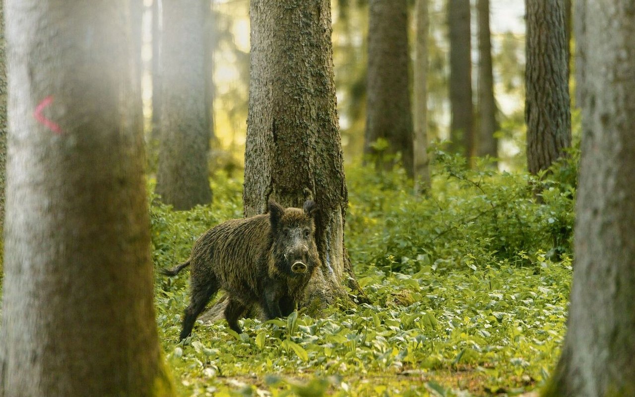 Die hohen Wildschweinbestände führen in der Landwirtschaft immer wieder zu grossen Schäden.