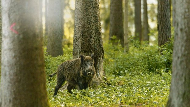 Die hohen Wildschwei Die hohen Wildschweinbestände führen in der Landwirtschaft immer wieder zu grossen Schäden.