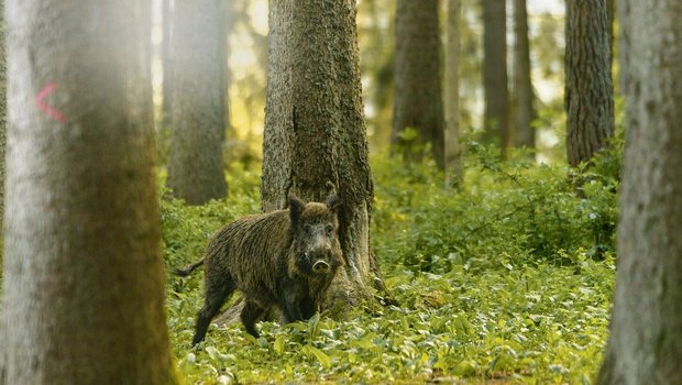 Die hohen Wildschweinbestände führen in der Landwirtschaft immer wieder zu grossen Schäden.