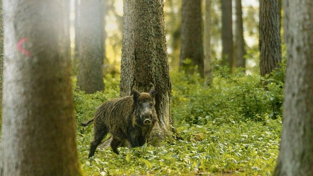 Die hohen Wildschwei Die hohen Wildschweinbestände führen in der Landwirtschaft immer wieder zu grossen Schäden.