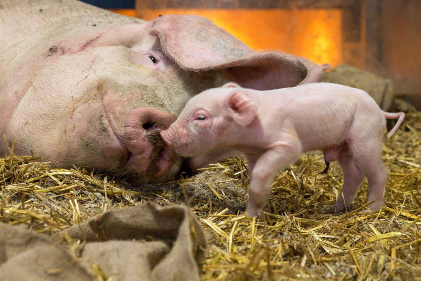 Von Lebensbeginn an, gibt es im Projektstall viel Beschäftigungsmaterial. (Bild WUR)