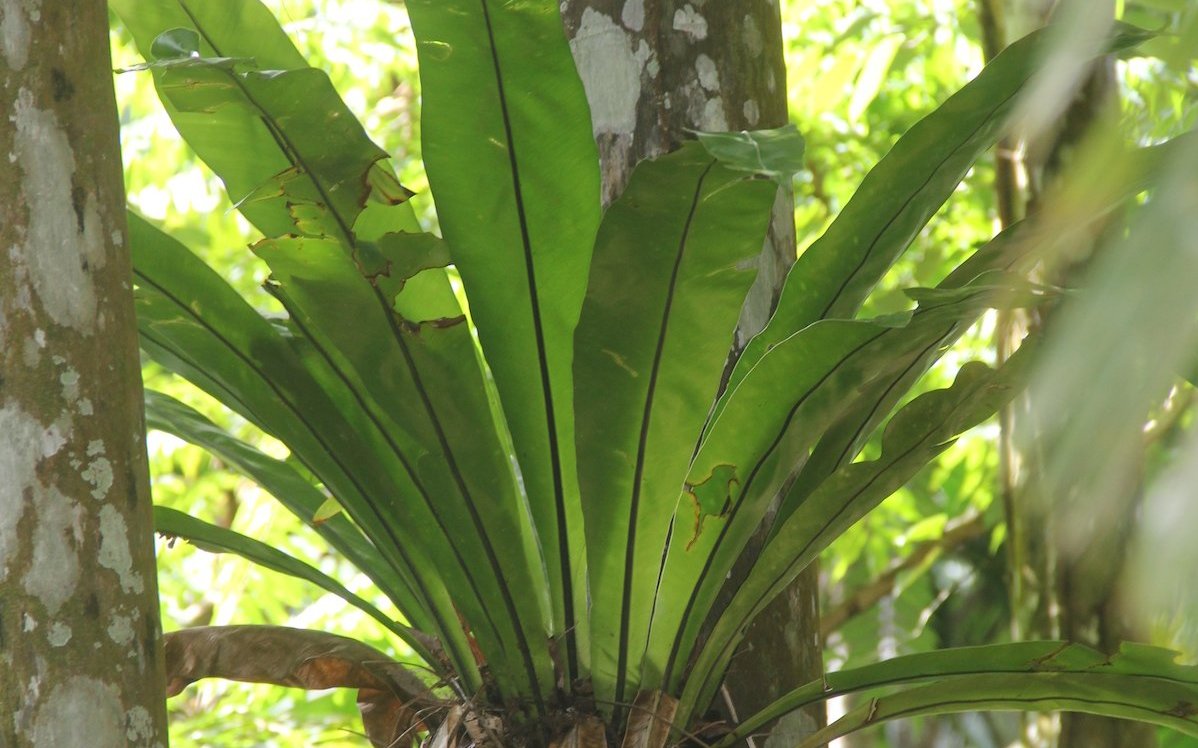 Nestfarne wachsen im Regenwald der Seychellen-Insel Praslin. 