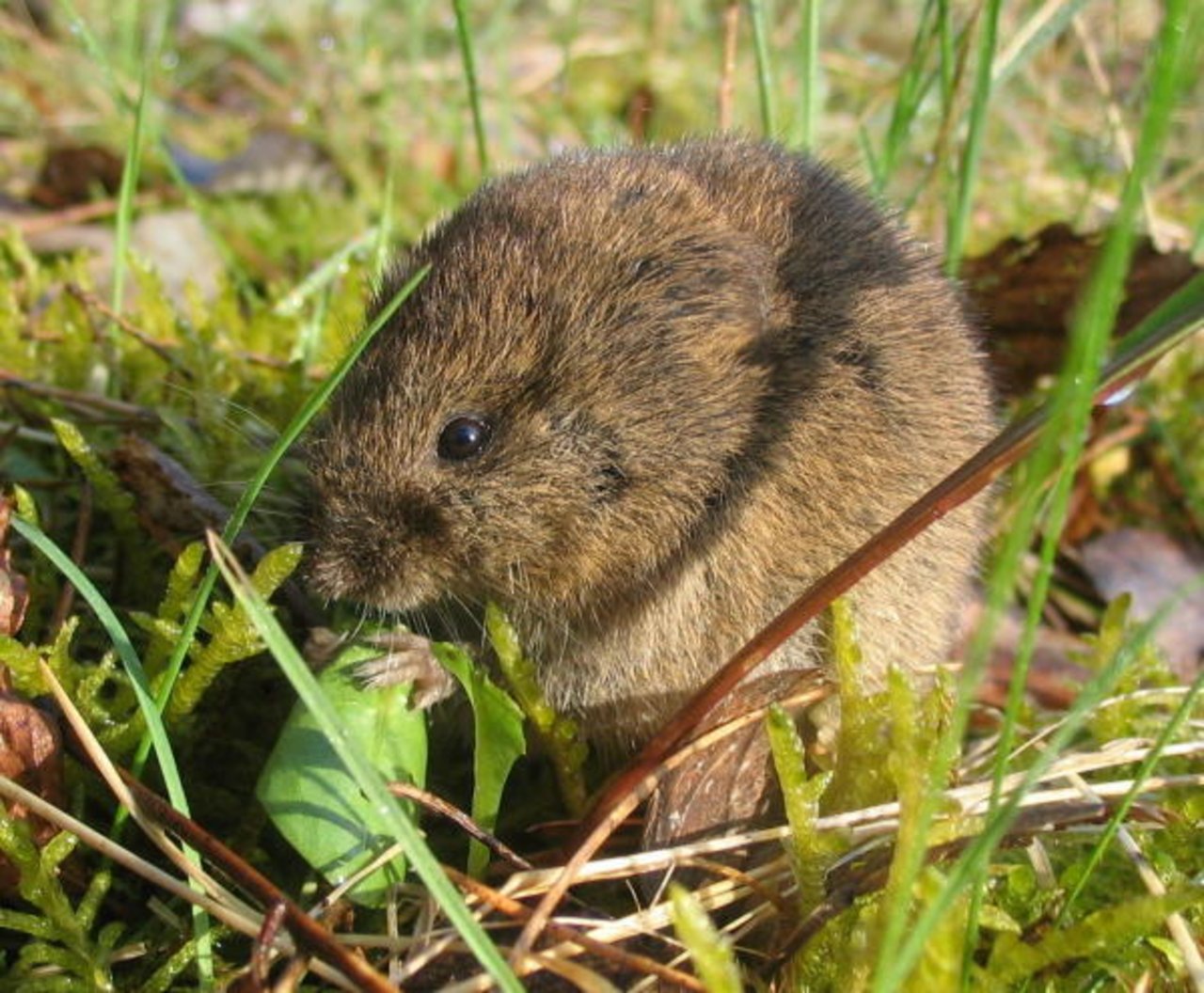 Für Feldmäuse sind die Vermehrungsbedingungen zur Zeit ideal. (Bild Wikipedia/ Dieter TD)