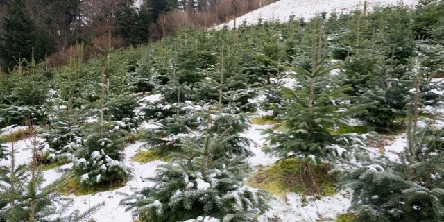 Für die Produktion von Weihnachtsbäumen gibt es keine Direktzahlungen mehr. (Bild BauZ)