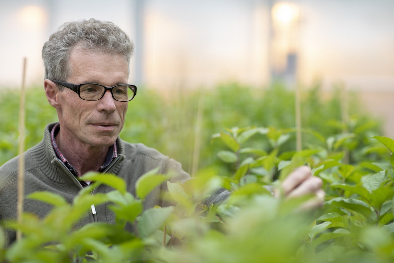 Markus Kellerhals züchtet für Agroscope in Wädenswil seit 30 Jahren Äpfel. Bild: Gian Vaitl