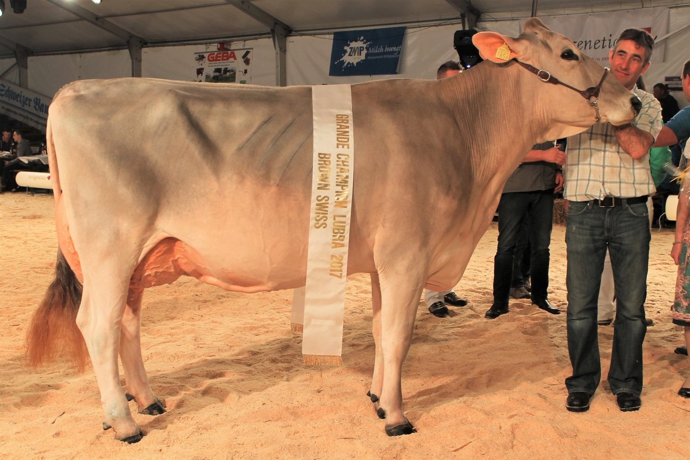 Grand Champion - Hofmatt BS Einstein Enrica von Hanspeter Kaufmann, Nottwil.   (Bilder Reto Betschart)