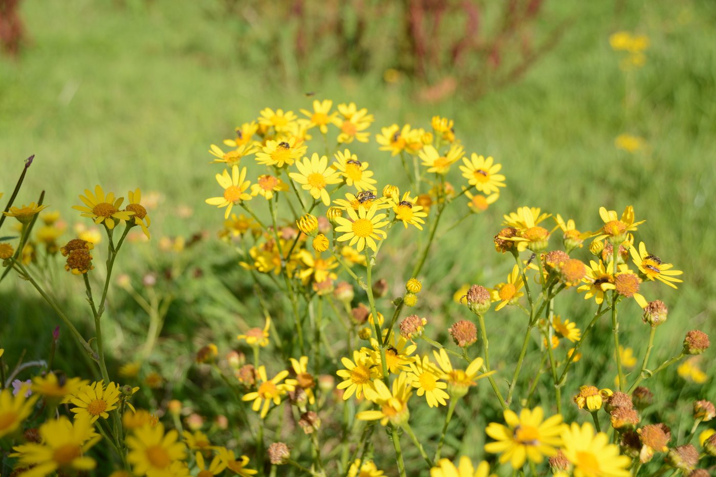 Wasserkreuzkraut muss über Jahre und flächendeckend ausgestochen werden. 