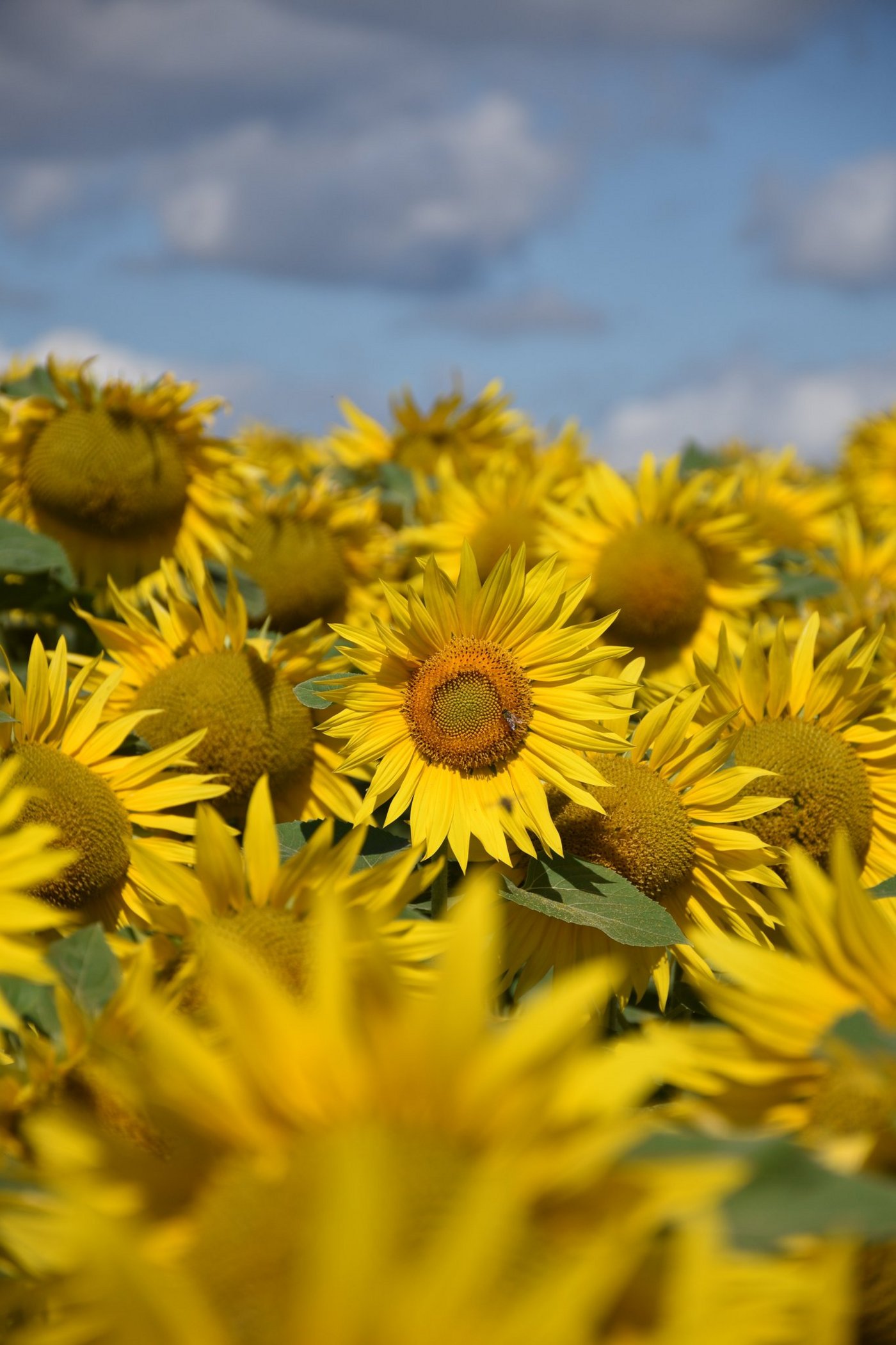 Dank der Feuerwehr konnte die Verbreitung verhindert und das Sonnenblumenöl fachgerecht entsorgt werden. (Symbolbild Cornelia von Däniken)