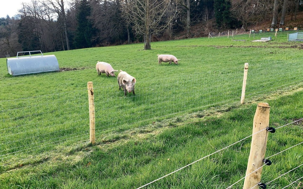 Ein doppelter Zaun vor der Weide und im Wald soll Wildtiere vom Kontakt zu den Schweinen abhalten. 