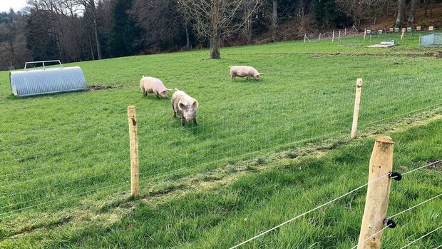 Ein doppelter Zaun v Ein doppelter Zaun vor der Weide und im Wald soll Wildtiere vom Kontakt zu den Schweinen abhalten.