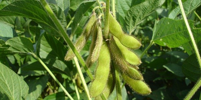 Soja aus Österreich Die Ölsaat ist wird von vielen Österreichischen Bio-Landwirten angebaut, ganz im Gegentrend zu anderen europäischen Ländern. (Bild Pixabay)