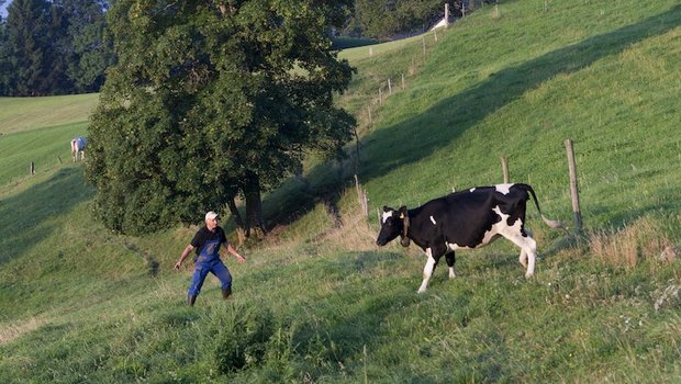 Ueli Fahrni versucht, ein Rind zur Kuhherde zu dirigieren. Der Versuch scheiterte, das Rind ging sprichwörtlich ab durch die Mitte. (Bild hja)