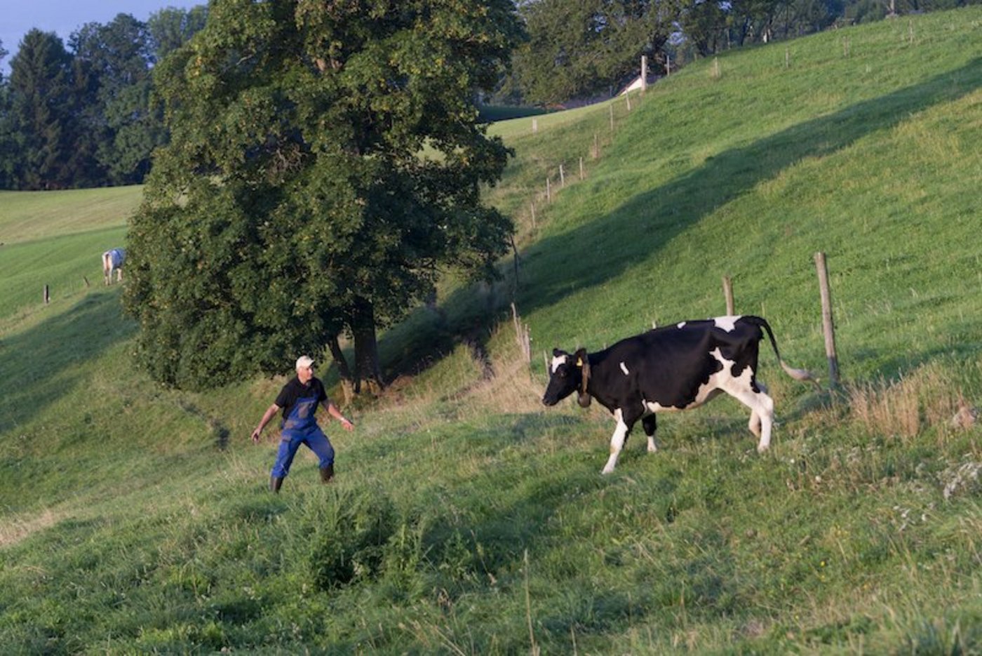 Ueli Fahrni versucht, ein Rind zur Kuhherde zu dirigieren. Der Versuch scheiterte, das Rind ging sprichwörtlich ab durch die Mitte. (Bild hja)