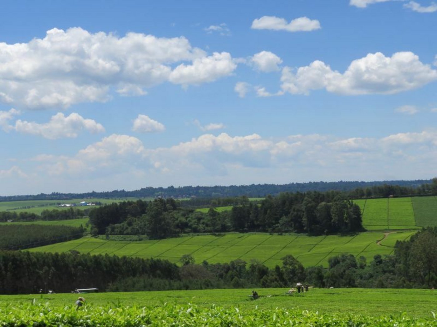 Kericho liegt auf über 2'000 m.ü.M. Nicht nur Regen fällt hier oft, die Stadt hält den Rekord für die meisten Tage mit Hagel: 1965 hagelte es 113 Tage. 
