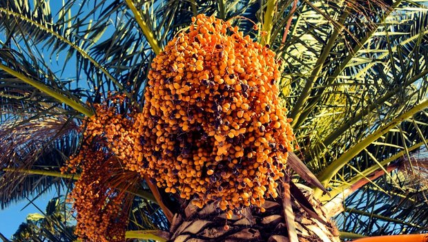 Die Palmölproduktion ist für Malaysia ein bedeutender Wirtschaftsfaktor (Bild pxhere)