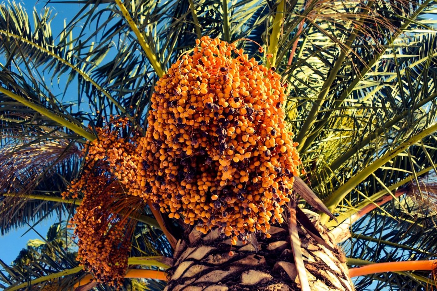 Die Palmölproduktion ist für Malaysia ein bedeutender Wirtschaftsfaktor (Bild pxhere)