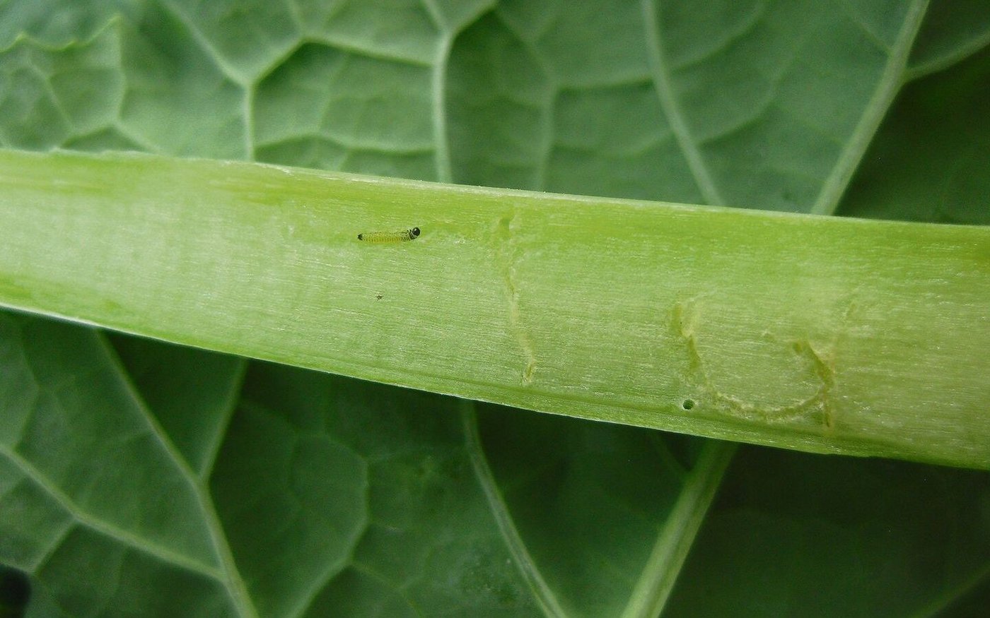 Erdflohlarven besitzen einen schwarzen Kopf. Sie schlüpfen im Boden aus und wandern dann auf die Pflanze. 