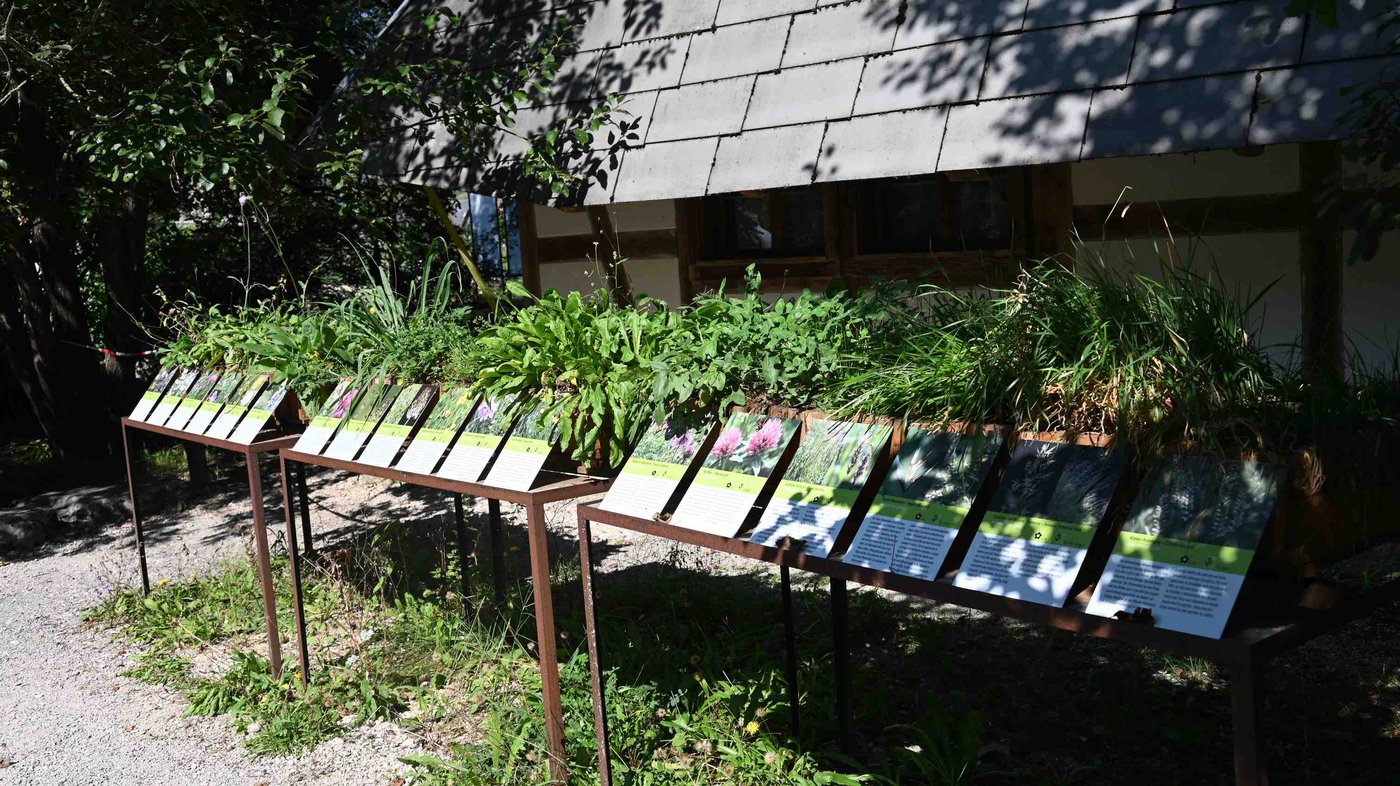 Im Besucherzentrum in Altreu sind einige der geförderten, seltenen Pflanzen zu bestaunen. 