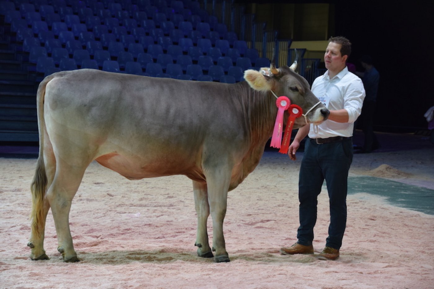 Champion bei den Original-Braunvieh-Rindern wurde Korrodi OB Joel Astoria von Paul Korrodi aus Schönenberg ZH. 