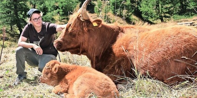 Sandra Wyer-Supersaxo ist begeistert von ihren «Schotten». Diese kommen mit kargerem Futter gut über die Runden und lassen sich von den vielen Wanderern nicht aus der Ruhe bringen.