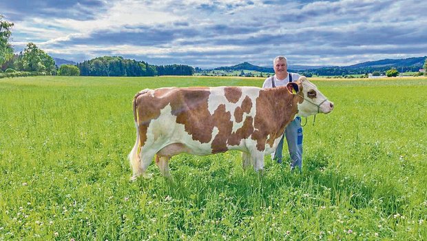 Urs Matter aus Beitenwil hat für die BauernZeitung seine Daros ins hohe Gras gestellt. Der SF-Züchter bezeichnet sie als «die Liebste im Stall».(Bild Jasmin Lüthi)