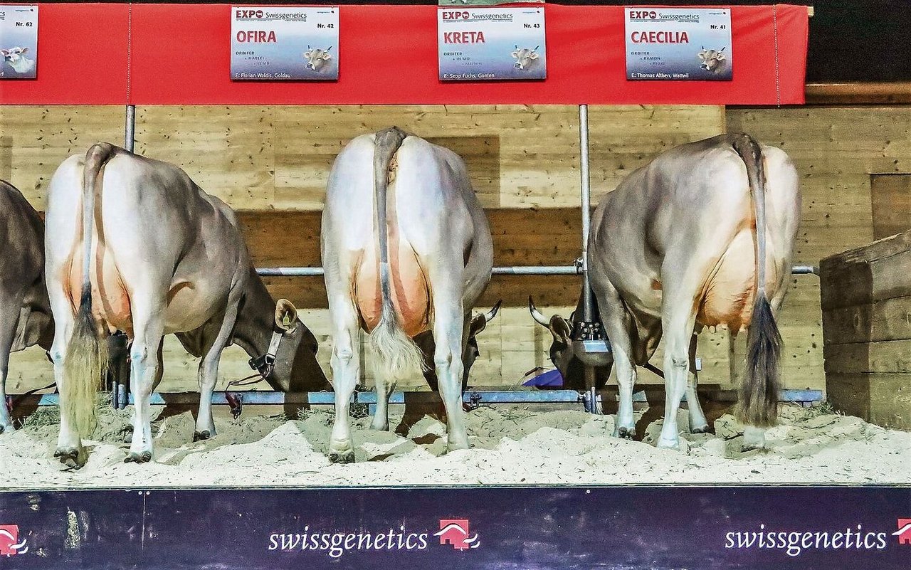 Als unbestrittene Nr. 1 im Schweizer Genetikmarkt hat Swissgenetics einen grossen Einfluss auf die Viehzucht. 