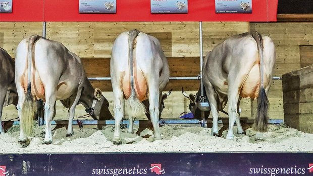 Als unbestrittene Nr Als unbestrittene Nr. 1 im Schweizer Genetikmarkt hat Swissgenetics einen grossen Einfluss auf die Viehzucht.