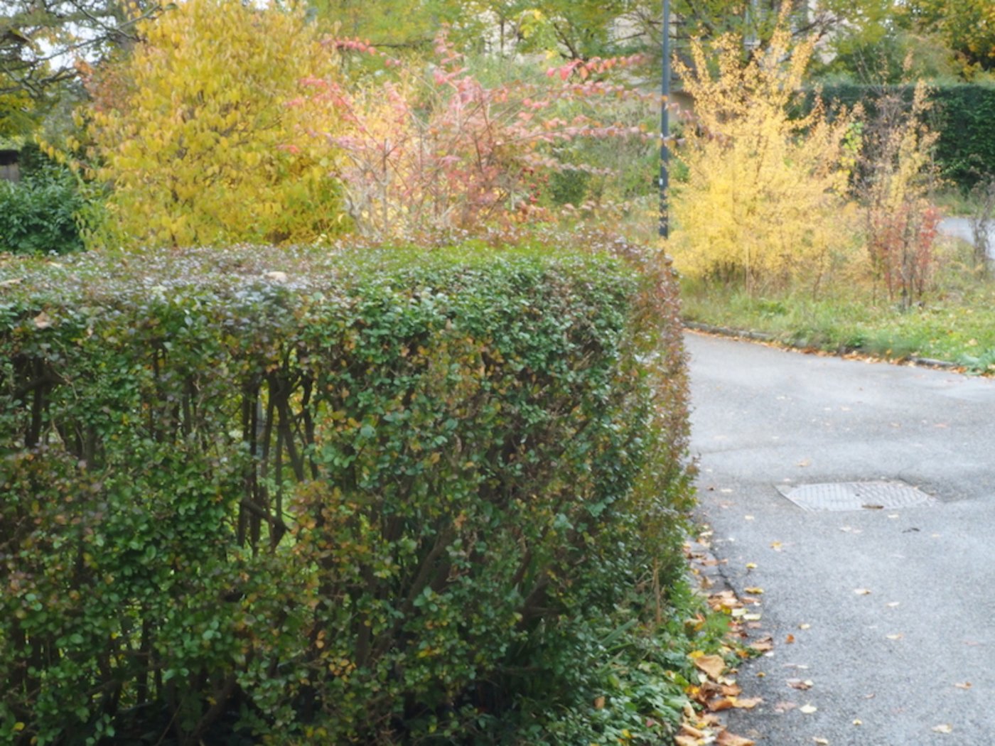 Die Ligusterhecke ist mittlerweile auch den grössten Teil des Winters grün und bildet einen guten Sichtschutz.