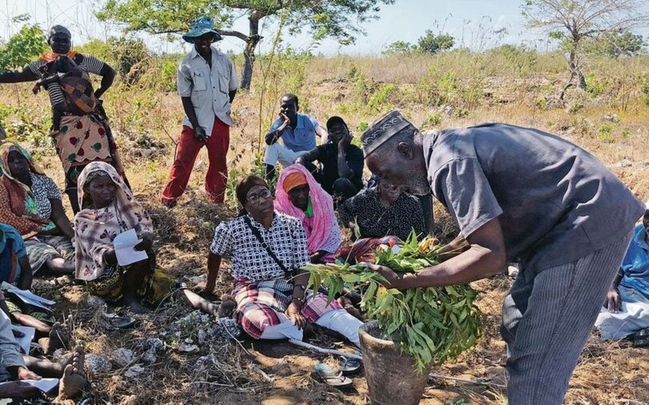 Kaffeeproduzenten auf der Insel Ibo in Mosambik besuchen eine Ausbildung zum Thema Agroforst. 