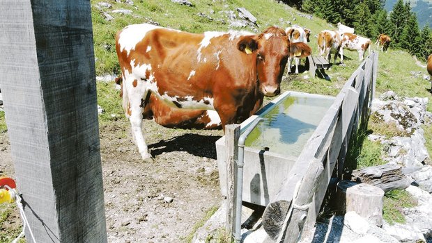 Nicht alle Tränkestellen auf Freiburger Alpen verfügen nach langanhaltenden Trockenperioden über genügend Wasser, das soll sich ändern.(Bild Josef Jungo)