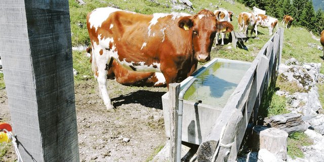 Nicht alle Tränkestellen auf Freiburger Alpen verfügen nach langanhaltenden Trockenperioden über genügend Wasser, das soll sich ändern.(Bild Josef Jungo)