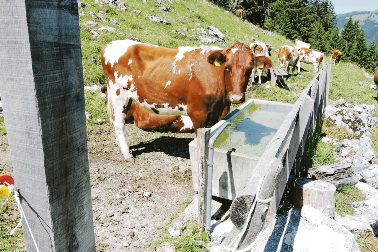 Nicht alle Tränkestellen auf Freiburger Alpen verfügen nach langanhaltenden Trockenperioden über genügend Wasser, das soll sich ändern.(Bild Josef Jungo)