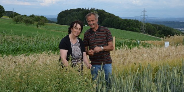 Rosmarie und Peter Zimmermann stehen inmitten des Getreides. «Mehr als die Hälfte der globalen Ackerfläche wird mit Getreide bebaut», erklären sie. Auf dem Weltacker wachsen 12 verschiedene Arten davon. (Bilder drt)