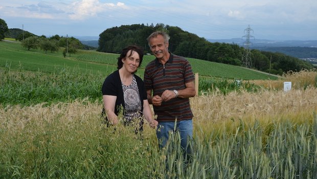 Rosmarie und Peter Zimmermann stehen inmitten des Getreides. «Mehr als die Hälfte der globalen Ackerfläche wird mit Getreide bebaut», erklären sie. Auf dem Weltacker wachsen 12 verschiedene Arten davon. (Bilder drt)